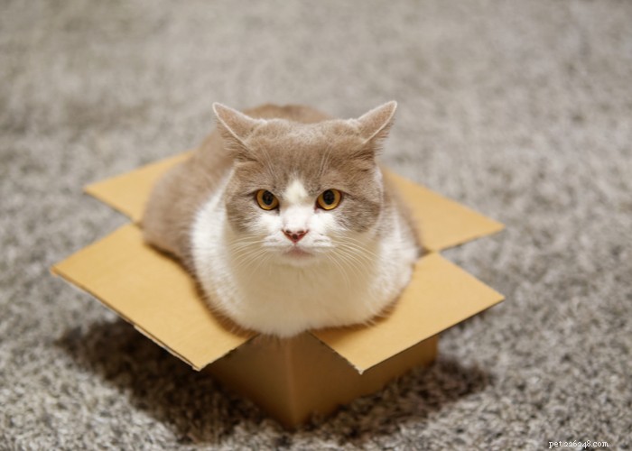 21 Strange Cat Behaviors: What They Mean & How to Respond