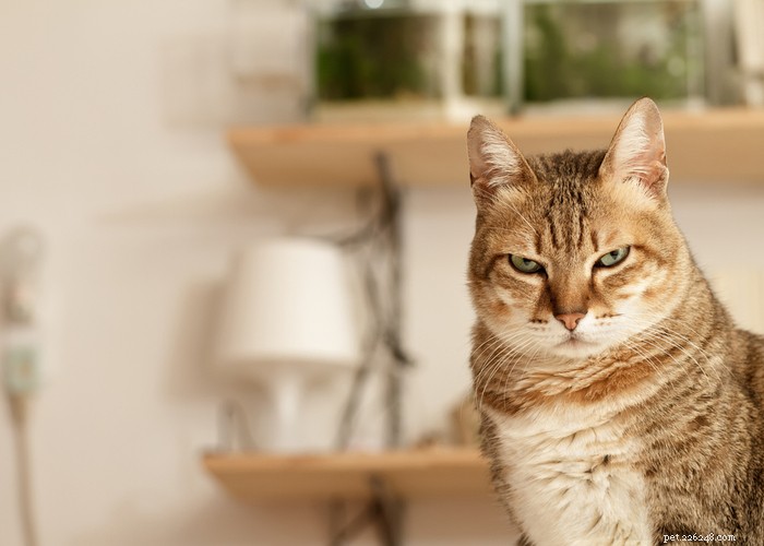 21 Strange Cat Behaviors: What They Mean & How to Respond