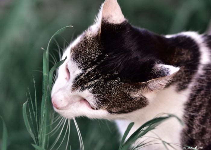 21 Strange Cat Behaviors: What They Mean & How to Respond