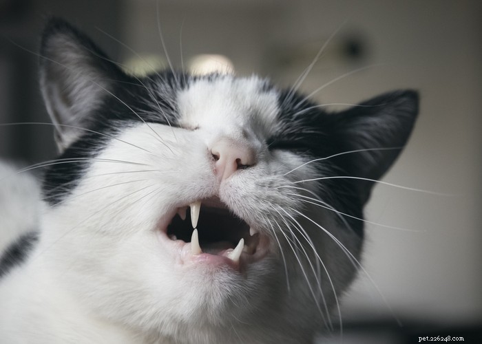 21 Strange Cat Behaviors: What They Mean & How to Respond