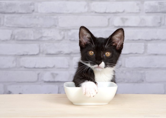 21 Strange Cat Behaviors: What They Mean & How to Respond