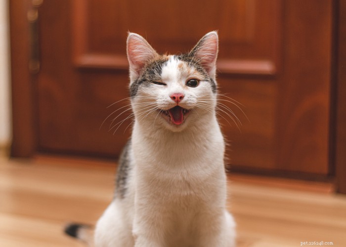21 Strange Cat Behaviors: What They Mean & How to Respond