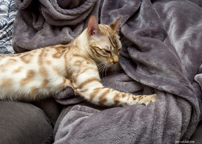 21 Strange Cat Behaviors: What They Mean & How to Respond