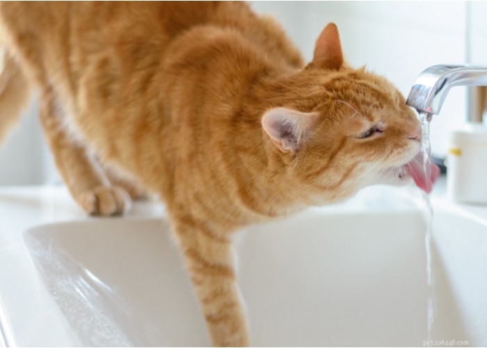 21 Strange Cat Behaviors: What They Mean & How to Respond