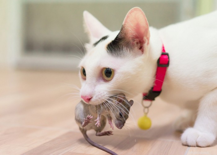 21 Strange Cat Behaviors: What They Mean & How to Respond