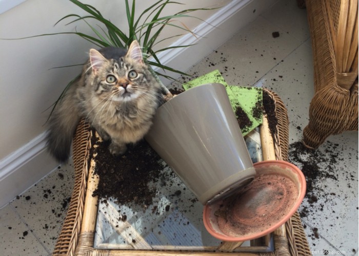 21 Strange Cat Behaviors: What They Mean & How to Respond