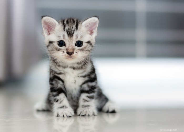 Critical Six-Week Development Milestones for Your New Kitten