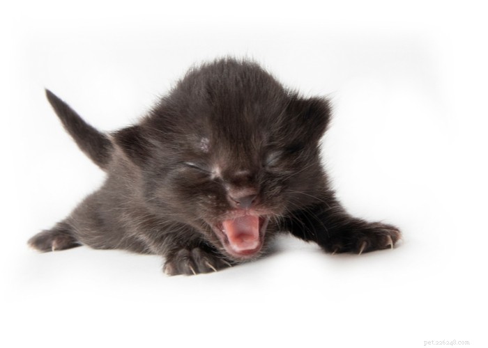Critical Six-Week Development Milestones for Your New Kitten