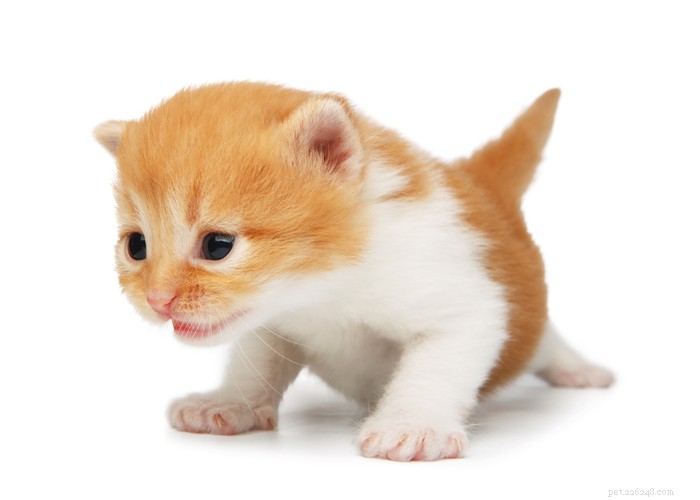 Critical Six-Week Development Milestones for Your New Kitten