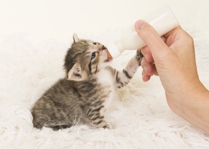 Critical Six-Week Development Milestones for Your New Kitten
