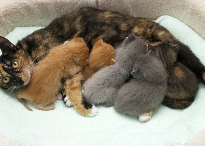 Critical Six-Week Development Milestones for Your New Kitten