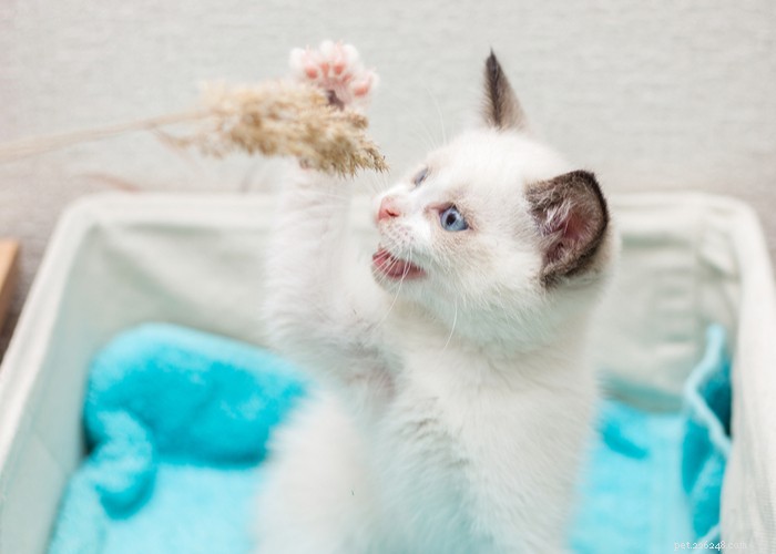 Critical Six-Week Development Milestones for Your New Kitten