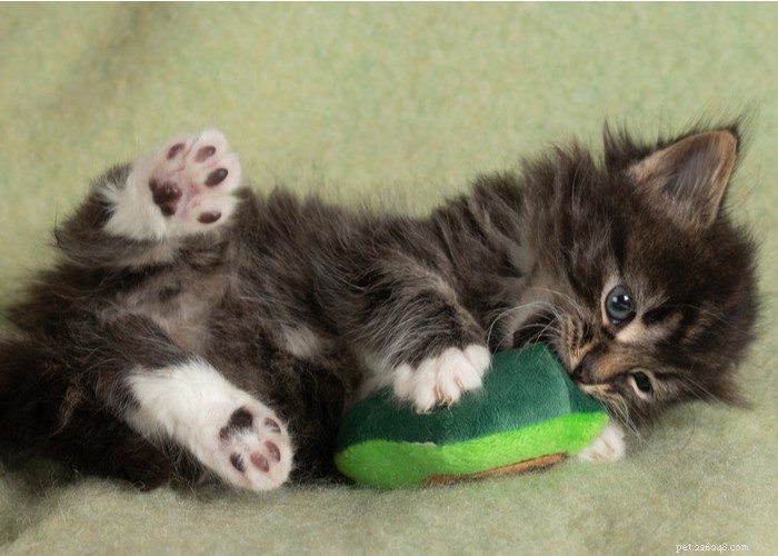 Critical Six-Week Development Milestones for Your New Kitten