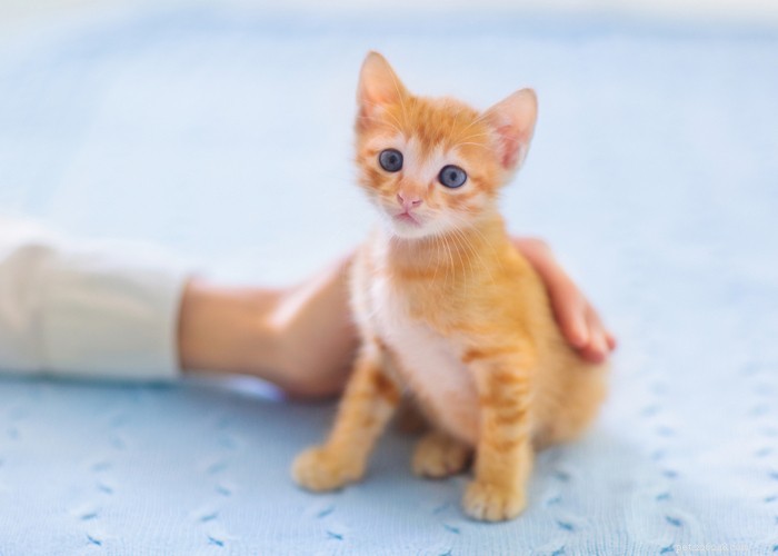 Critical Six-Week Development Milestones for Your New Kitten