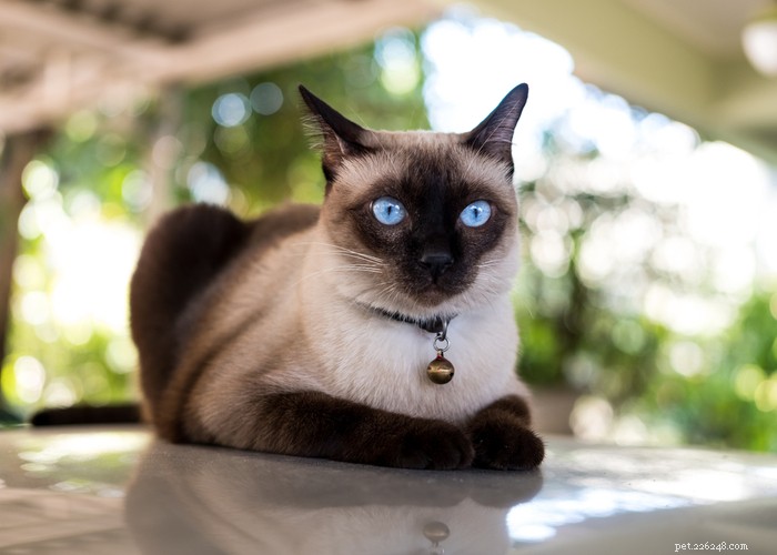 Top 9 Cat Breeds Every Feline Enthusiast Should Know