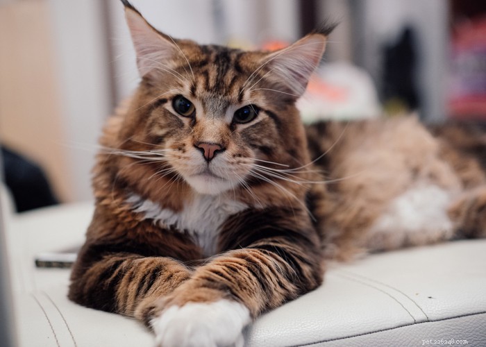 Top 9 Cat Breeds Every Feline Enthusiast Should Know
