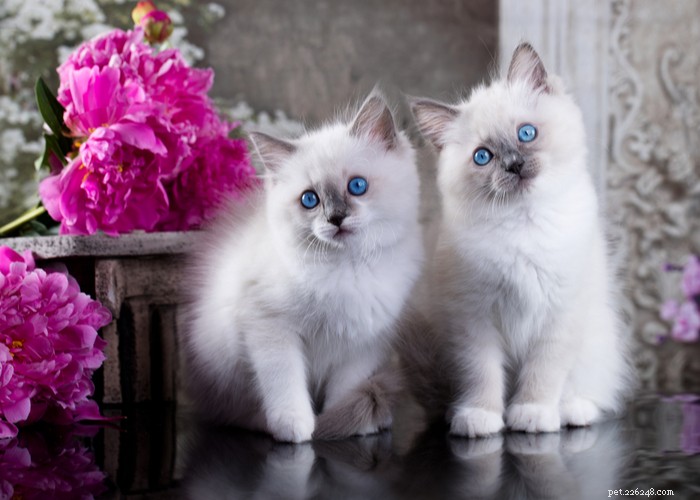Top 9 Cat Breeds Every Feline Enthusiast Should Know