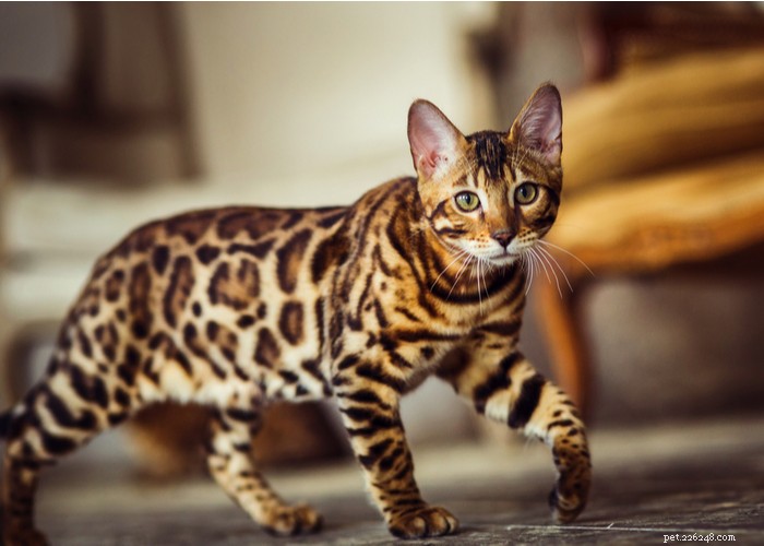 Top 9 Cat Breeds Every Feline Enthusiast Should Know
