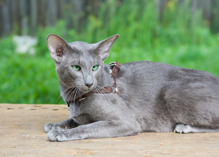 Top 9 Cat Breeds Every Feline Enthusiast Should Know
