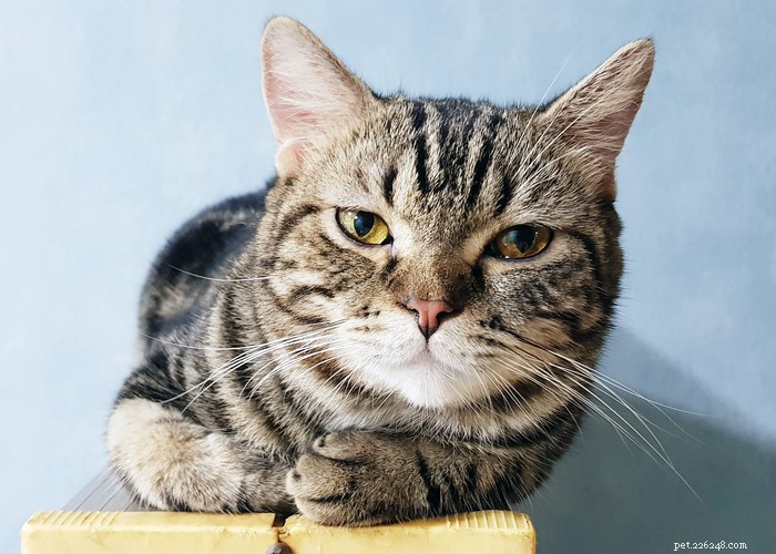 Top 9 Cat Breeds Every Feline Enthusiast Should Know