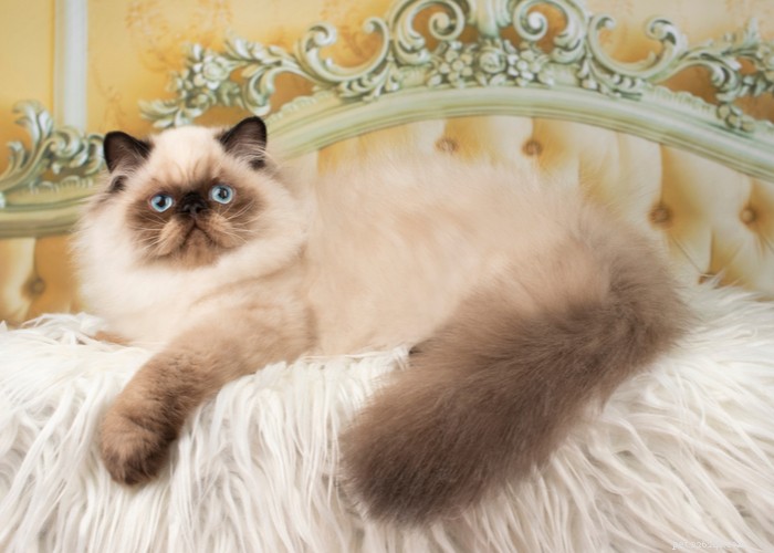 Top 9 Cat Breeds Every Feline Enthusiast Should Know