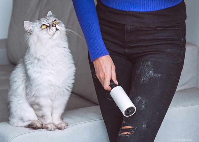 What Only Cat Owners Truly Understand