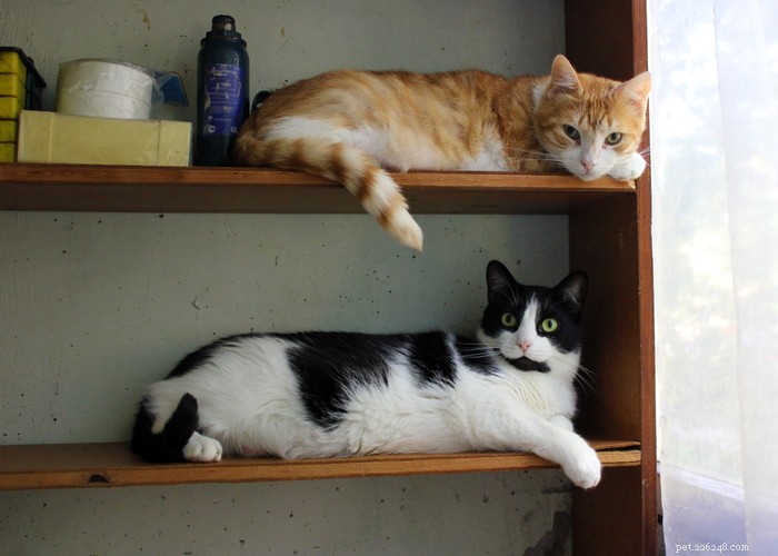 What Only Cat Owners Truly Understand