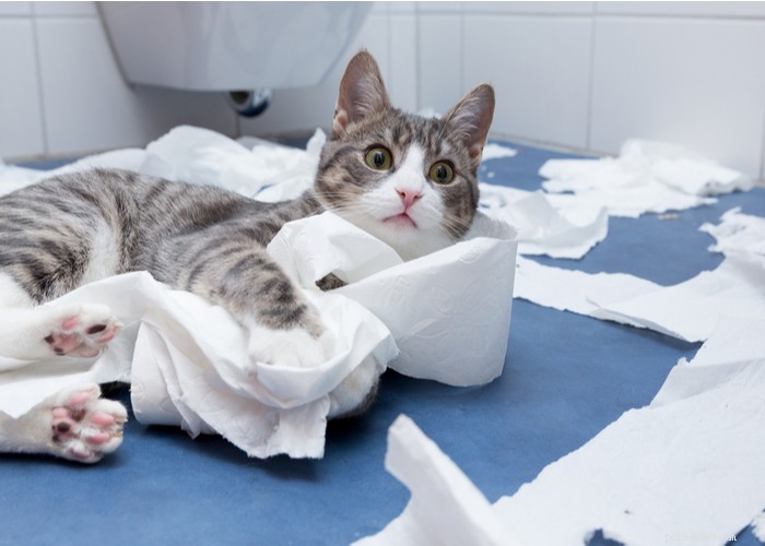 What Only Cat Owners Truly Understand