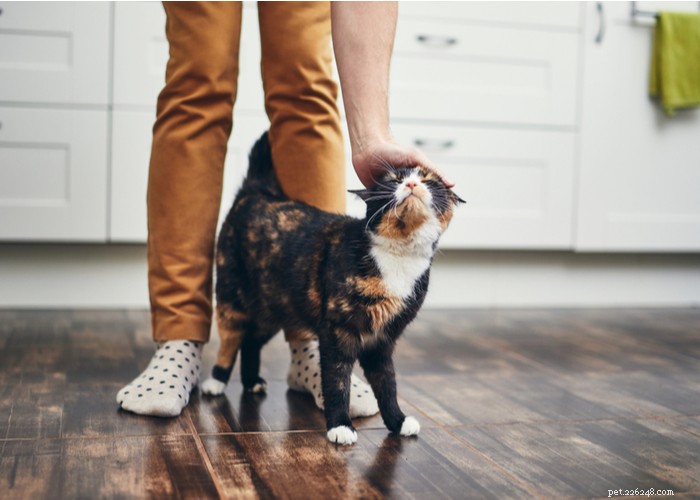 What Only Cat Owners Truly Understand