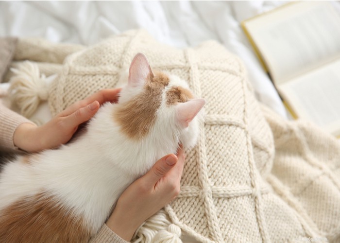 What Only Cat Owners Truly Understand