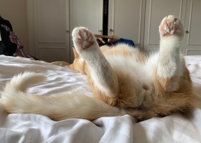 What Only Cat Owners Truly Understand