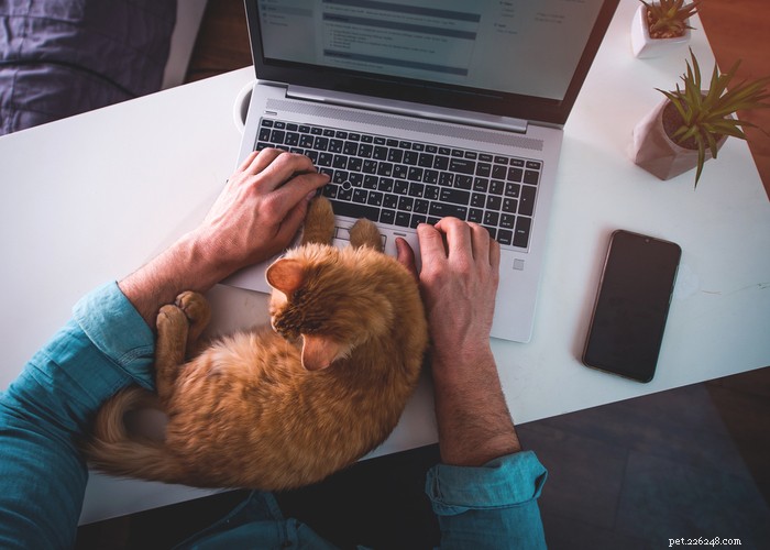What Only Cat Owners Truly Understand