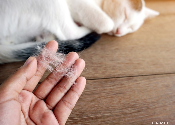 What Only Cat Owners Truly Understand