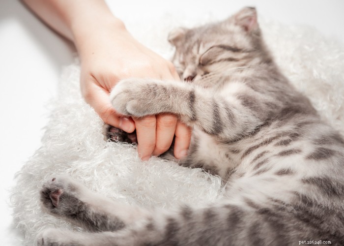 What Only Cat Owners Truly Understand