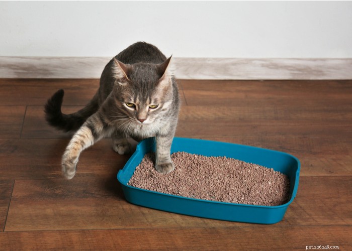 What Only Cat Owners Truly Understand
