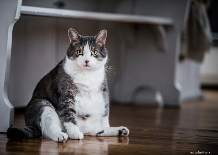 What Only Cat Owners Truly Understand