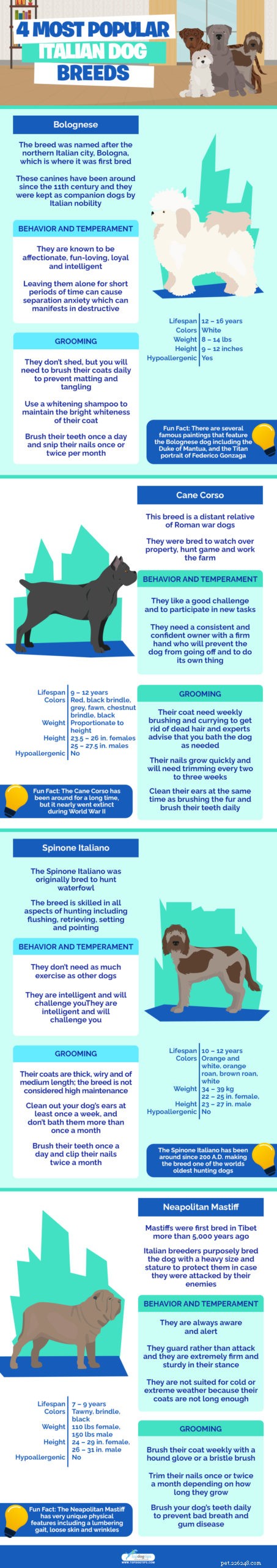 Top 4 Iconic Italian Dog Breeds You’ll Love