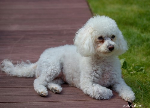 Top 4 Iconic Italian Dog Breeds You’ll Love