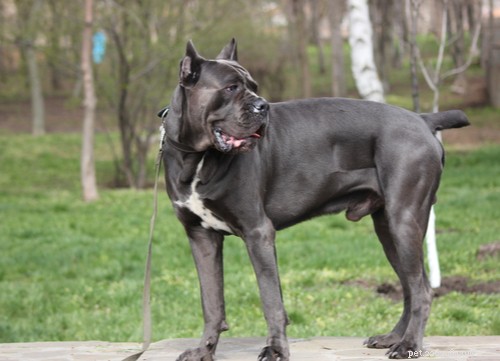 Top 4 Iconic Italian Dog Breeds You’ll Love