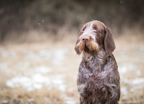 Top 4 Iconic Italian Dog Breeds You’ll Love