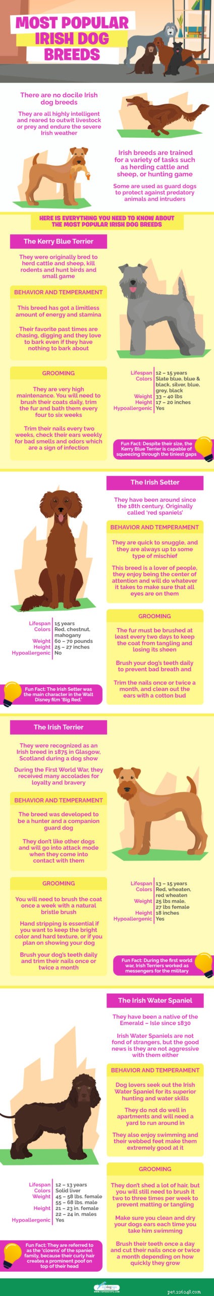 Top Irish Dog Breeds: Intelligence, Endurance, and Family Bonding