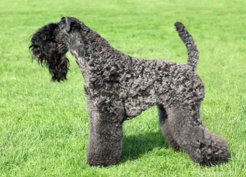 Top Irish Dog Breeds: Intelligence, Endurance, and Family Bonding