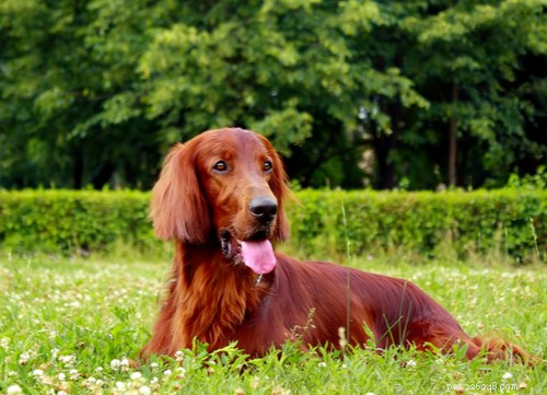 Top Irish Dog Breeds: Intelligence, Endurance, and Family Bonding
