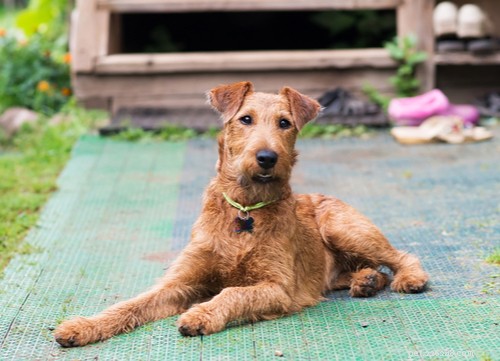 Top Irish Dog Breeds: Intelligence, Endurance, and Family Bonding