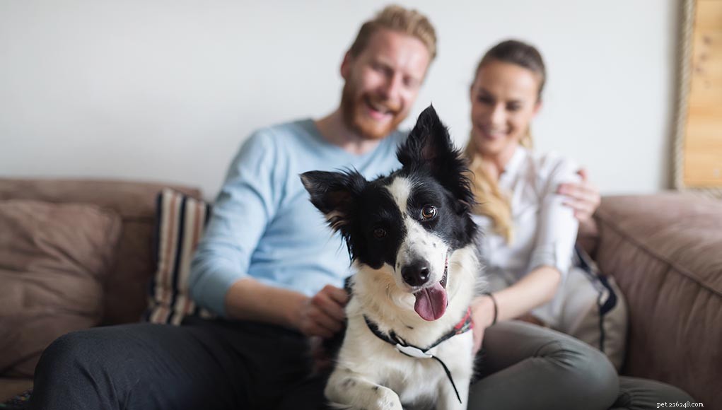 Dog Owner Demographics: Key Insights into Pet Ownership Trends