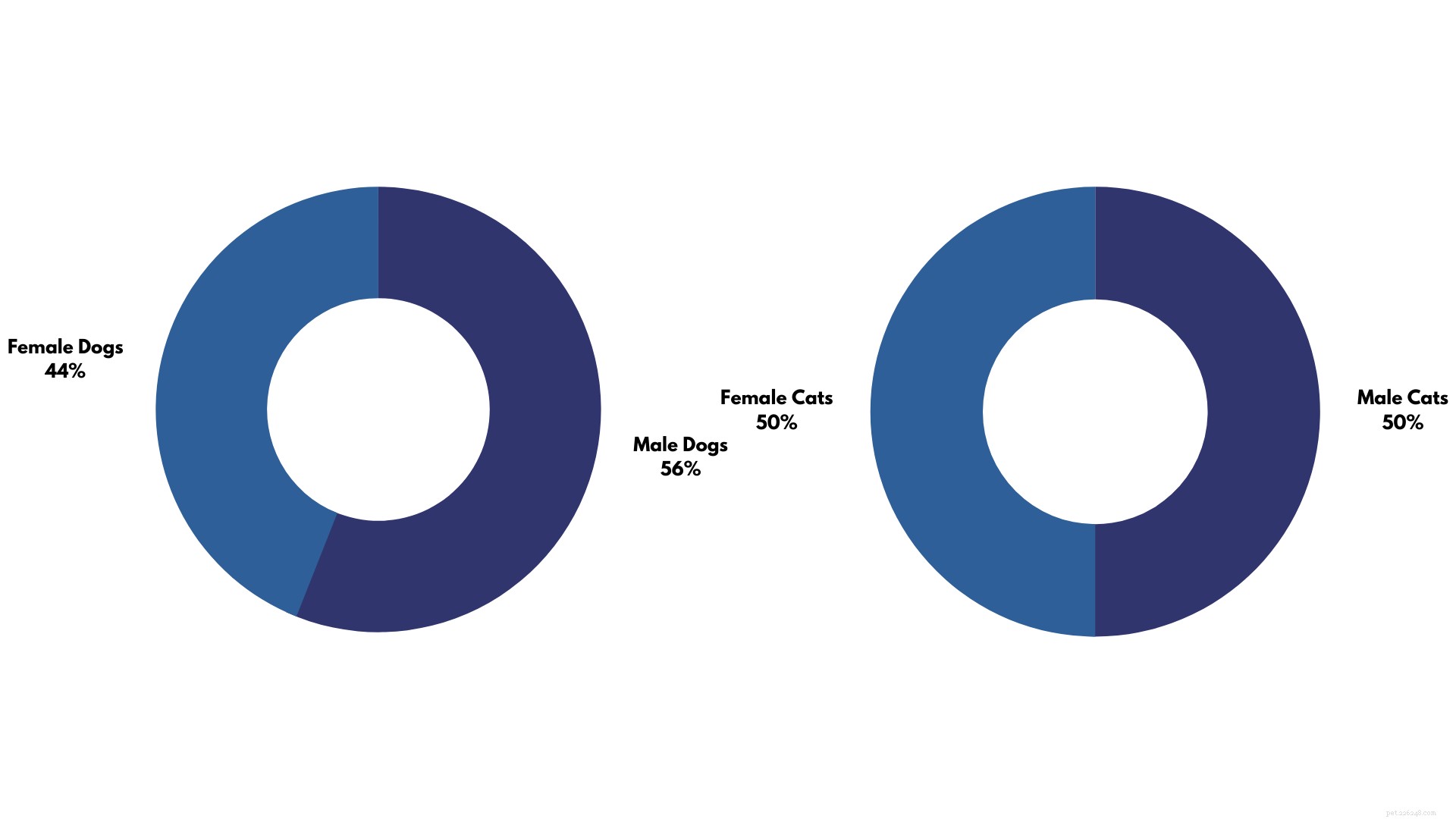 Dog Owner Demographics: Key Insights into Pet Ownership Trends