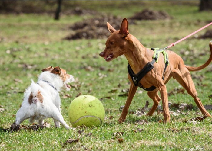 Top 10 Most Aggressive Dog Breeds Revealed