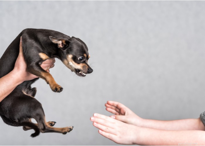 Top 10 Most Aggressive Dog Breeds Revealed