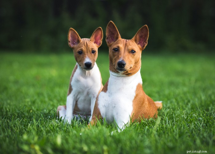 Top 10 Most Aggressive Dog Breeds Revealed