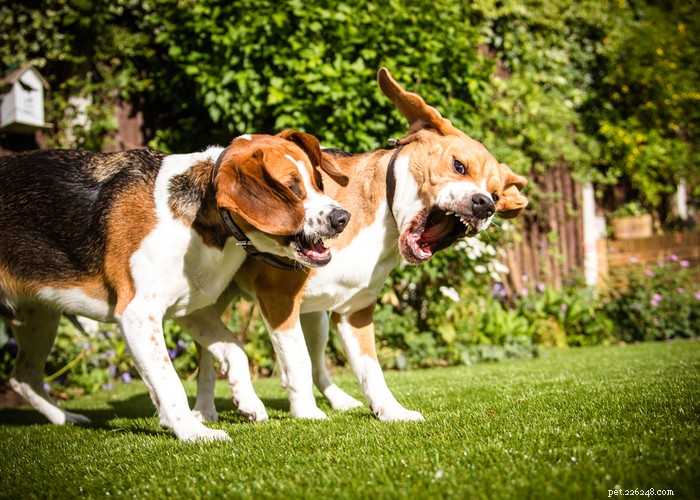 Top 10 Most Aggressive Dog Breeds Revealed